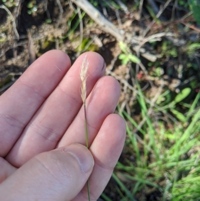 Dichelachne sp. (Plume Grasses) at Woodstock Nature Reserve - 5 Apr 2020 by MattM