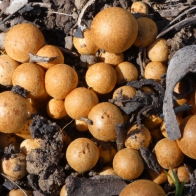 Gymnopilus junonius (Spectauclar Rustgill) at Campbell, ACT - 5 Apr 2020 by MargD