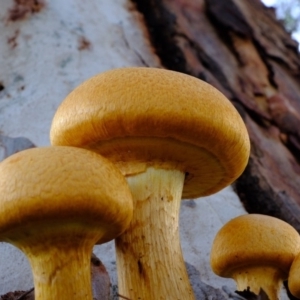 Gymnopilus junonius at Florey, ACT - 7 Apr 2020