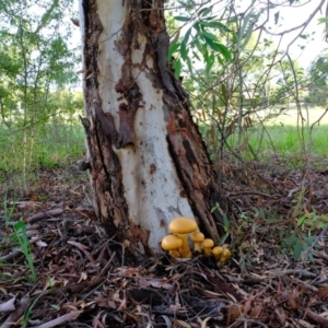 Gymnopilus junonius at Florey, ACT - 7 Apr 2020