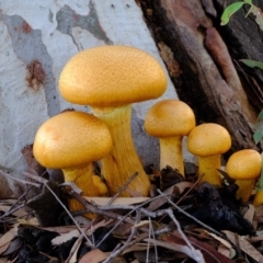 Gymnopilus junonius at Florey, ACT - 7 Apr 2020 05:23 PM