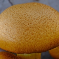 Gymnopilus junonius at Florey, ACT - 7 Apr 2020