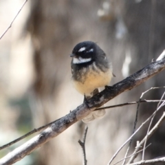 Rhipidura albiscapa (Grey Fantail) at Mount Ainslie to Black Mountain - 5 Apr 2020 by MargD