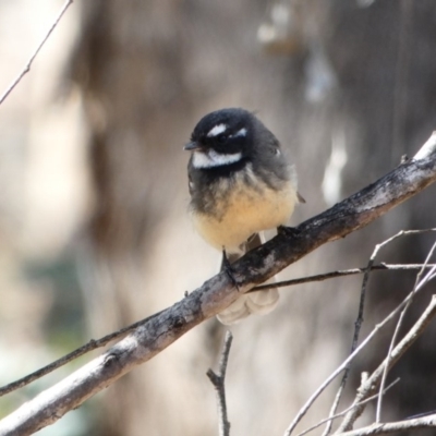 Rhipidura albiscapa (Grey Fantail) at Mount Pleasant - 5 Apr 2020 by MargD