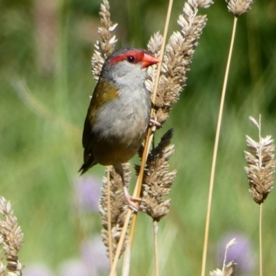 Neochmia temporalis (Red-browed Finch) at Fyshwick, ACT - 20 Mar 2020 by MargD