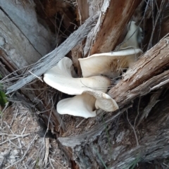 Omphalotus nidiformis (Ghost Fungus) at Bournda, NSW - 7 Apr 2020 by peterharris