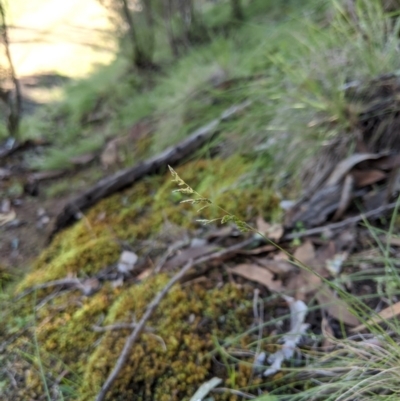 Poa sp. (A Snow Grass) at Stromlo, ACT - 5 Apr 2020 by MattM