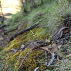 Poa sp. (A Snow Grass) at Stromlo, ACT - 5 Apr 2020 by MattM