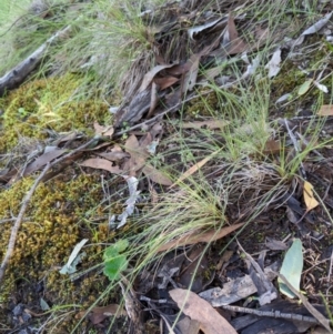 Poa sp. at Stromlo, ACT - 6 Apr 2020