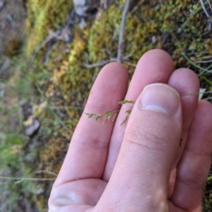 Poa sp. at Stromlo, ACT - 6 Apr 2020