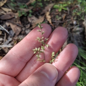 Poa sp. at Stromlo, ACT - 6 Apr 2020