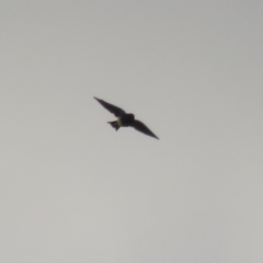 Artamus cyanopterus cyanopterus (Dusky Woodswallow) at Macarthur, ACT - 7 Apr 2020 by RodDeb