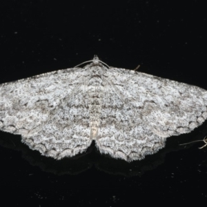 Psilosticha absorpta at Ainslie, ACT - 6 Apr 2020