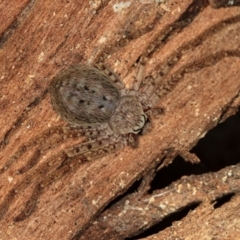 Isopedella sp. (genus) (Isopedella huntsman) at Dunlop, ACT - 5 Apr 2012 by Bron