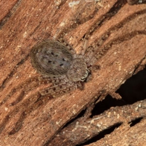 Isopedella sp. (genus) at Dunlop, ACT - 5 Apr 2012