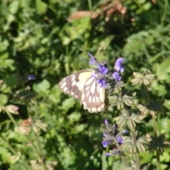 Belenois java (Caper White) at Dunlop, ACT - 6 Apr 2020 by MichaelMulvaney