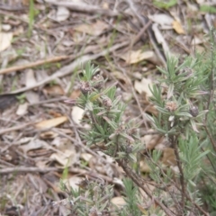 Lavandula stoechas (Spanish Lavender or Topped Lavender) at Fraser, ACT - 7 Apr 2020 by MichaelMulvaney