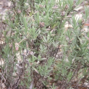 Lavandula stoechas at Fraser, ACT - 7 Apr 2020