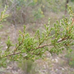 Micromyrtus ciliata (Fringed Heath-myrtle) at Kuringa Woodlands - 11 May 2020 by MichaelMulvaney