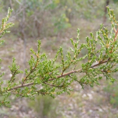 Micromyrtus ciliata (Fringed Heath-myrtle) at Kuringa Woodlands - 11 May 2020 by MichaelMulvaney