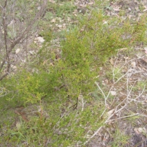 Micromyrtus ciliata at Fraser, ACT - 12 May 2020