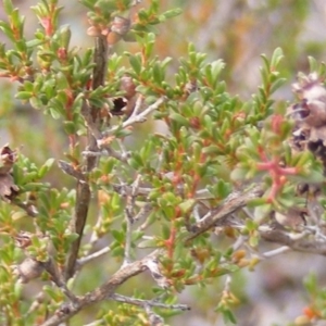 Micromyrtus ciliata at Fraser, ACT - 12 May 2020