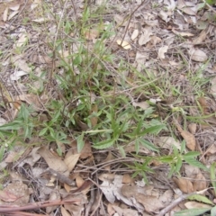 Cullen tenax (Tough Scurf-Pea) at Fraser, ACT - 6 Apr 2020 by MichaelMulvaney