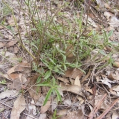 Cullen tenax at Fraser, ACT - 7 Apr 2020 12:00 AM