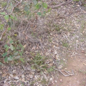 Cullen tenax at Fraser, ACT - 7 Apr 2020 12:00 AM