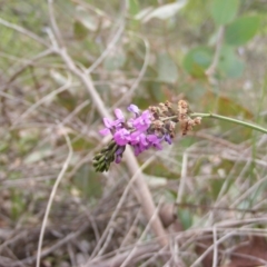 Cullen tenax at Fraser, ACT - 7 Apr 2020 12:00 AM