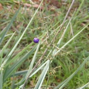 Dianella sp. aff. longifolia (Benambra) at Fraser, ACT - 7 Apr 2020 12:00 AM