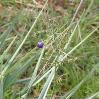 Dianella sp. aff. longifolia (Benambra) (Pale Flax Lily, Blue Flax Lily) at Kuringa Woodlands - 6 Apr 2020 by MichaelMulvaney