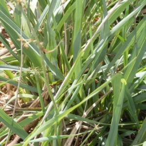 Dianella sp. aff. longifolia (Benambra) at Fraser, ACT - 7 Apr 2020 12:00 AM