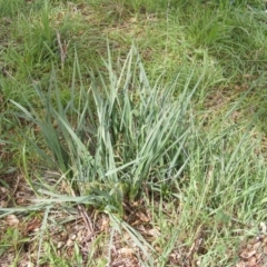 Dianella sp. aff. longifolia (Benambra) at Fraser, ACT - 7 Apr 2020 12:00 AM