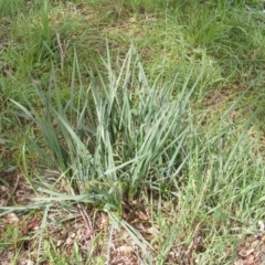 Dianella sp. aff. longifolia (Benambra) at Fraser, ACT - 7 Apr 2020