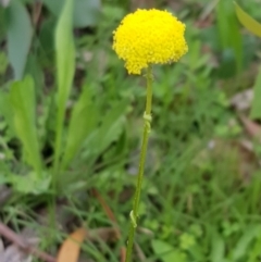 Craspedia variabilis (Common Billy Buttons) at Watson, ACT - 7 Apr 2020 by MAX