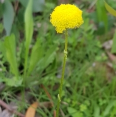 Craspedia variabilis (Common Billy Buttons) at Watson, ACT - 7 Apr 2020 by MPW