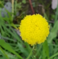 Craspedia variabilis at Watson, ACT - 7 Apr 2020