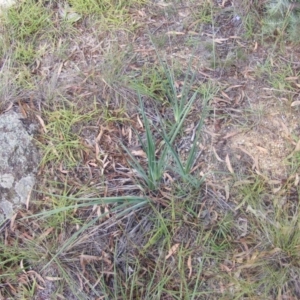 Dianella sp. aff. longifolia (Benambra) at Latham, ACT - 7 Apr 2020