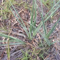 Dianella sp. aff. longifolia (Benambra) at Latham, ACT - 7 Apr 2020 12:00 AM