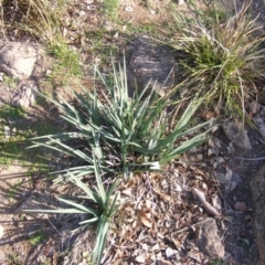 Dianella sp. aff. longifolia (Benambra) (Pale Flax Lily, Blue Flax Lily) at Latham, ACT - 7 Apr 2020 by MichaelMulvaney