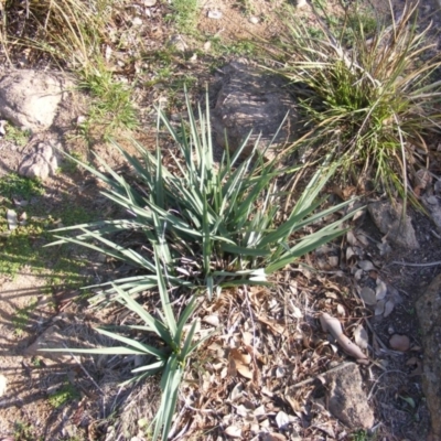 Dianella sp. aff. longifolia (Benambra) (Pale Flax Lily, Blue Flax Lily) at Umbagong District Park - 6 Apr 2020 by MichaelMulvaney