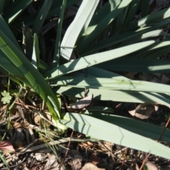 Dianella sp. aff. longifolia (Benambra) at Latham, ACT - 7 Apr 2020