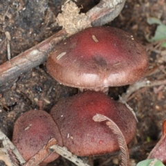 Tubaria rufofulva (Burgundy Wood Tubaria) at Ainslie, ACT - 6 Apr 2020 by jbromilow50