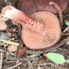 Tubaria rufofulva at Ainslie, ACT - 6 Apr 2020