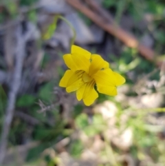Goodenia pinnatifida (Scrambled Eggs) at Watson, ACT - 7 Apr 2020 by MPW
