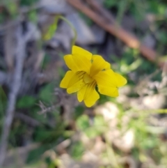 Goodenia pinnatifida (Scrambled Eggs) at Mount Majura - 7 Apr 2020 by MAX