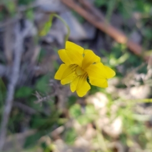 Goodenia pinnatifida at Watson, ACT - 7 Apr 2020