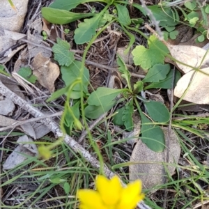 Goodenia pinnatifida at Watson, ACT - 7 Apr 2020