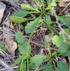 Goodenia pinnatifida at Watson, ACT - 7 Apr 2020